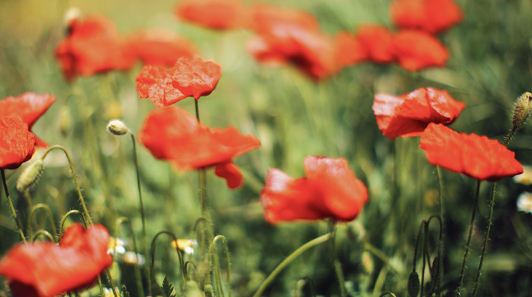 El opio en Occidente durante la Antigüedad y la Edad Media 