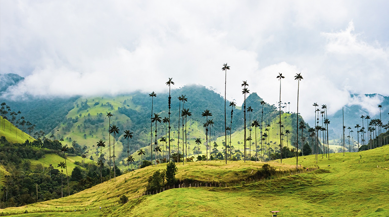 ¿Puede el potencial de la biodiversidad llevar al éxito de las políticas de bioeconomía en Colombia?   Can the potential of biodiversity carry out the success of bioeconomy policies in Colombia? 