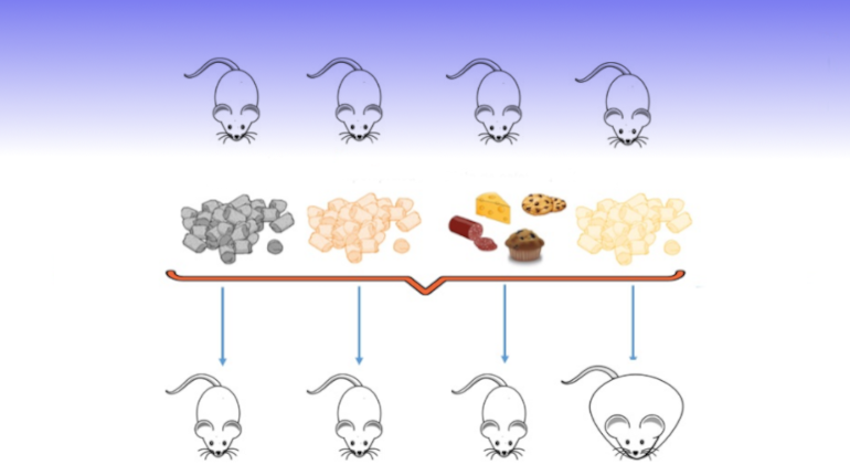 La grasa solo promueve la obesidad si se mezcla con el azúcar