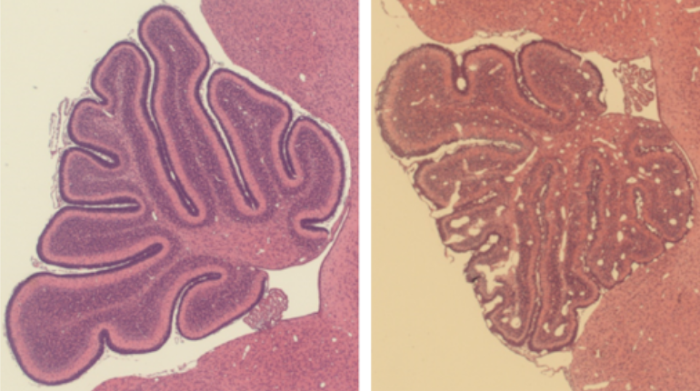 El Ratón BALB/C: Un modelo animal para la investigación neurobiológica del ZIKA